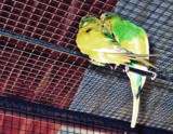 Love birds by sahadk, photography->birds gallery Love birds by sahadk, photography->birds gallery