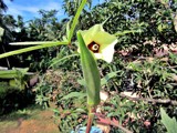 Okra by sahadk, photography->food/drink gallery Okra by sahadk, photography->food/drink gallery