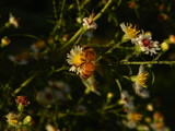 Honey Bee In My Yard 2 by rgeb529, photography->insects/spiders gallery Honey Bee In My Yard 2 by rgeb529, photography->insects/spiders gallery