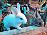 Waiting for food. by sahadk, photography->pets gallery Waiting for food. by sahadk, photography->pets gallery