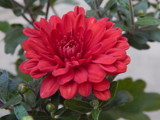And Another Mum by rgeb529, photography->flowers gallery And Another Mum by rgeb529, photography->flowers gallery